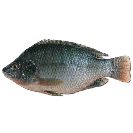 Fisk Tilapia WGS 800 + 4kg